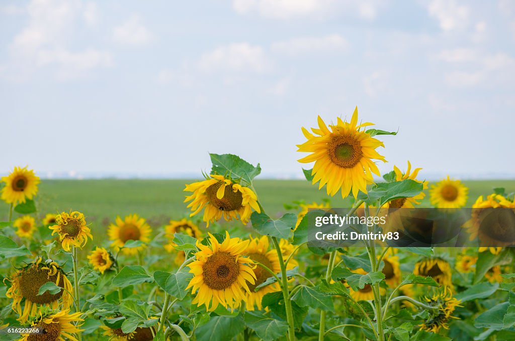 Field of sunflowers.