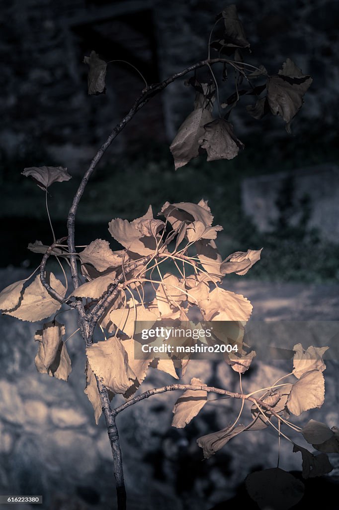 Feuilles jaunes d’automne au milieu de la mousse