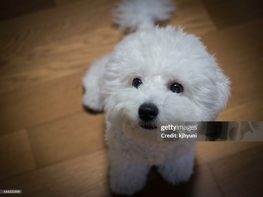 Schöner kleiner weißer Hund starrt auf etwas