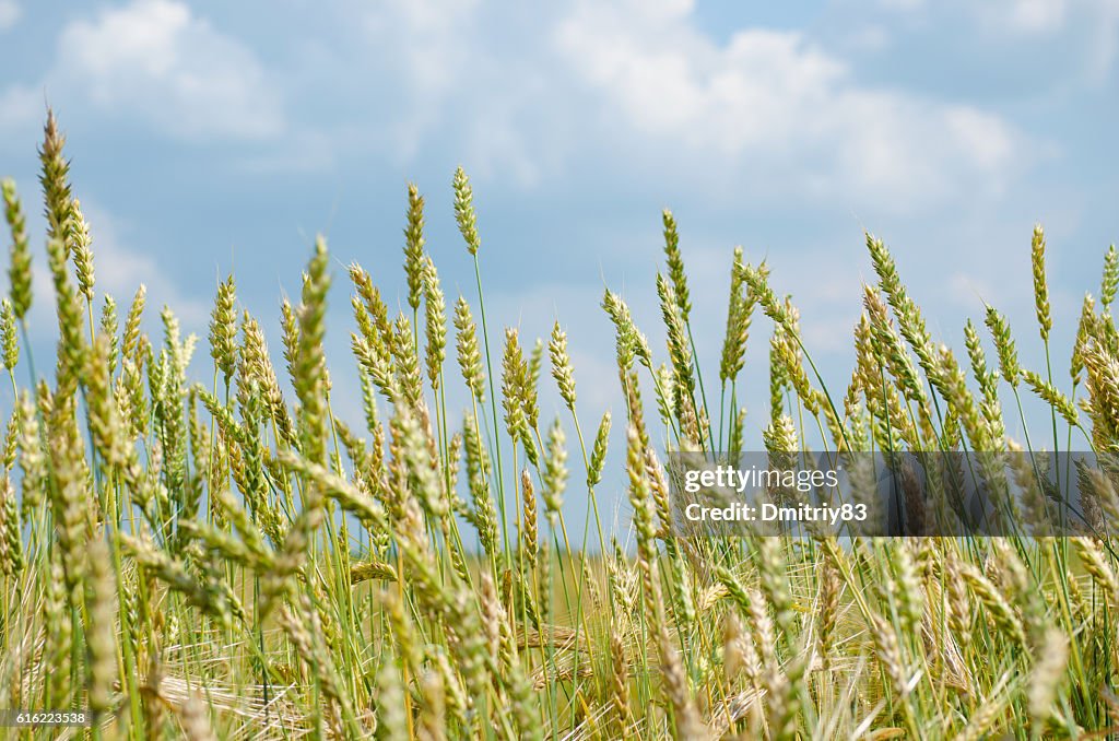 Ripe wheat close-up.