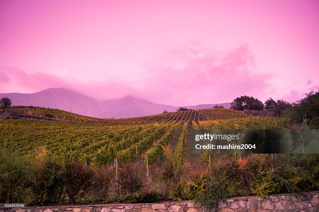 Viñedo al atardecer de otoño