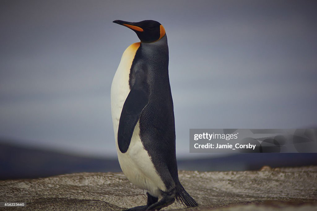 King Penguin am Ehrenamt