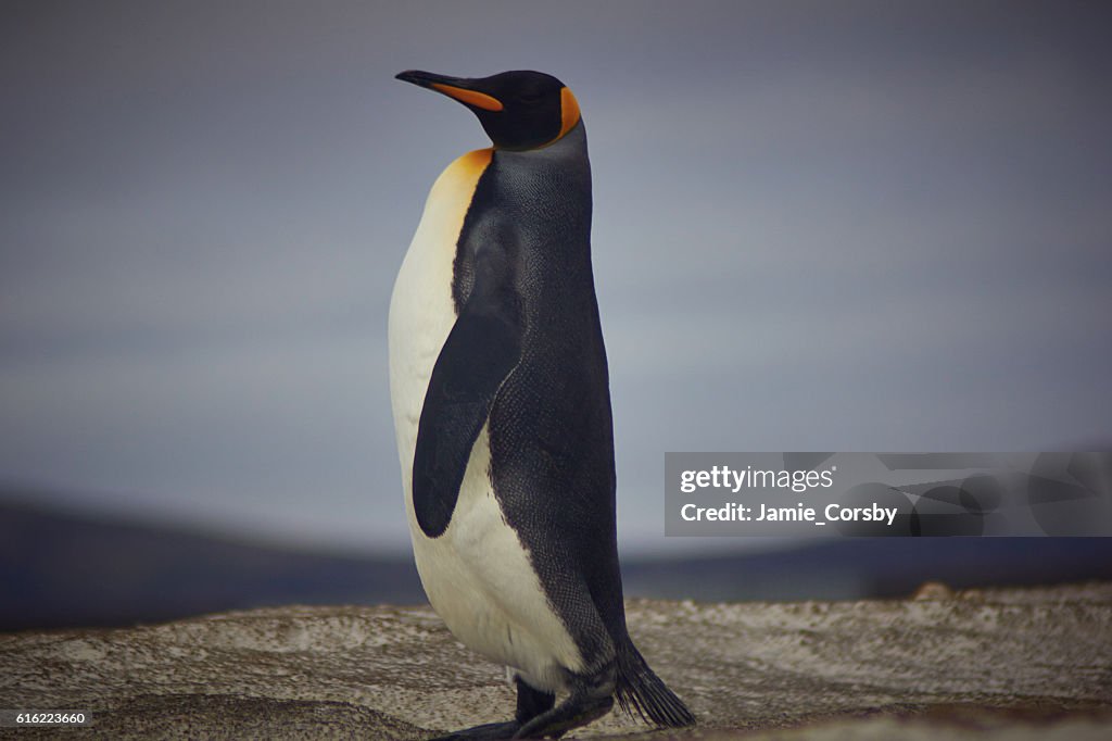 King Penguin at volunteer point