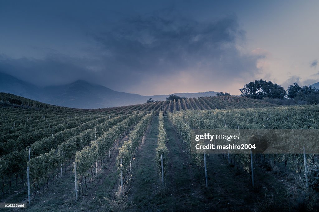 Vignoble au coucher du soleil d’automne