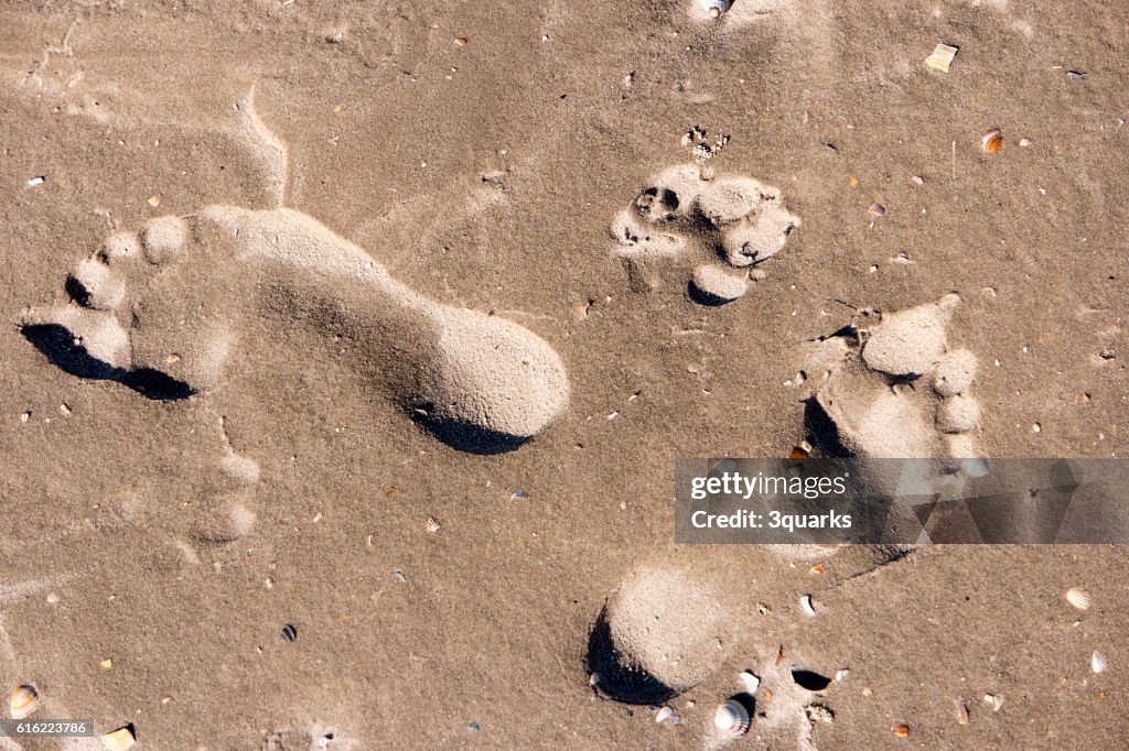 Footprints in the Wadden Sea