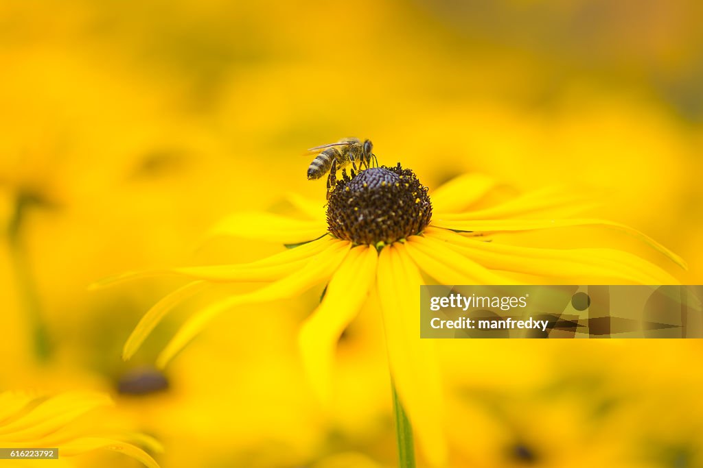 Bienen auf einer gelben Echinacea-Blume