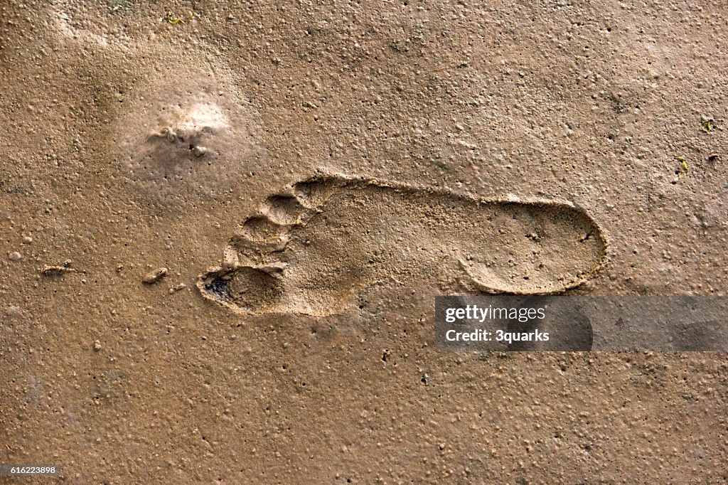 Footprints in the Wadden Sea