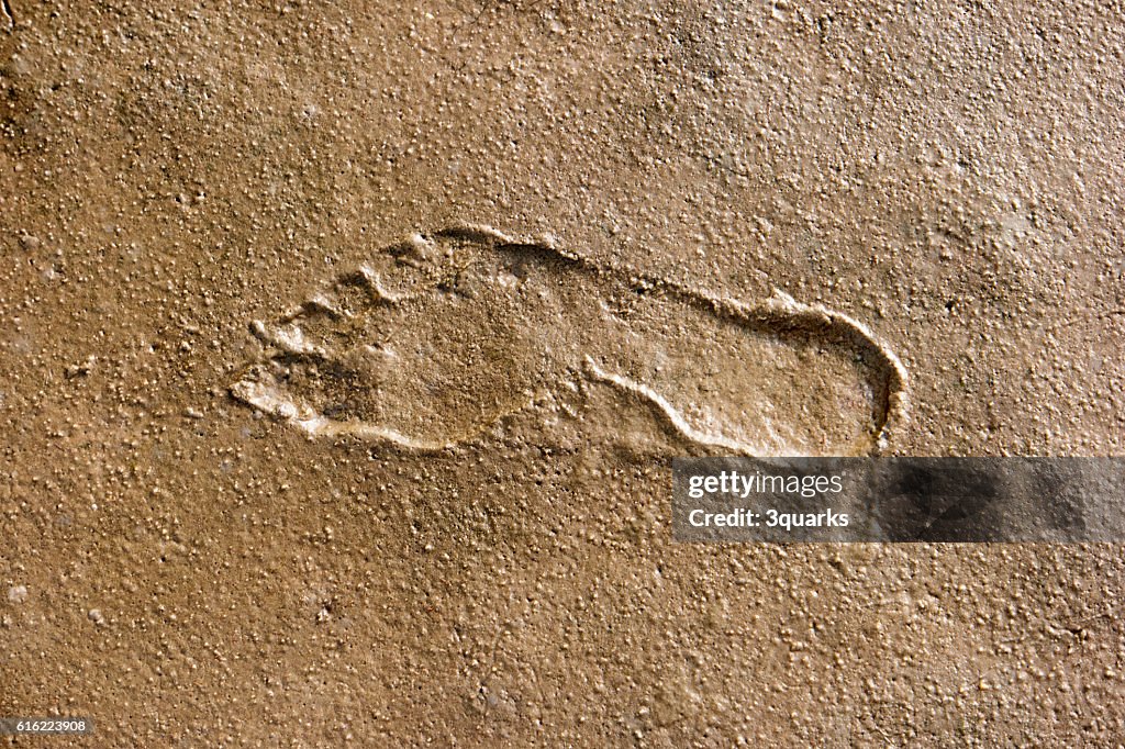 Footprints in the Wadden Sea