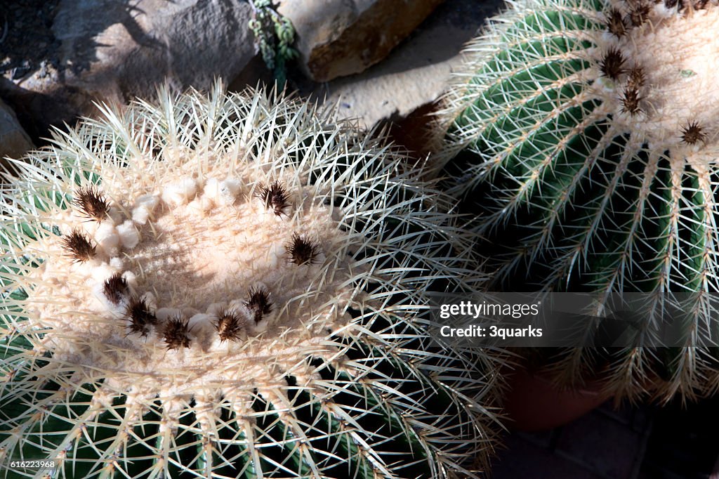 Cactus oursin Echinocactus grusonii