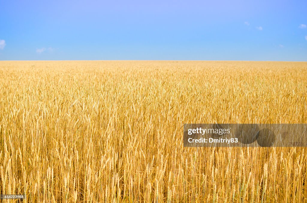Bereich der Weizen.