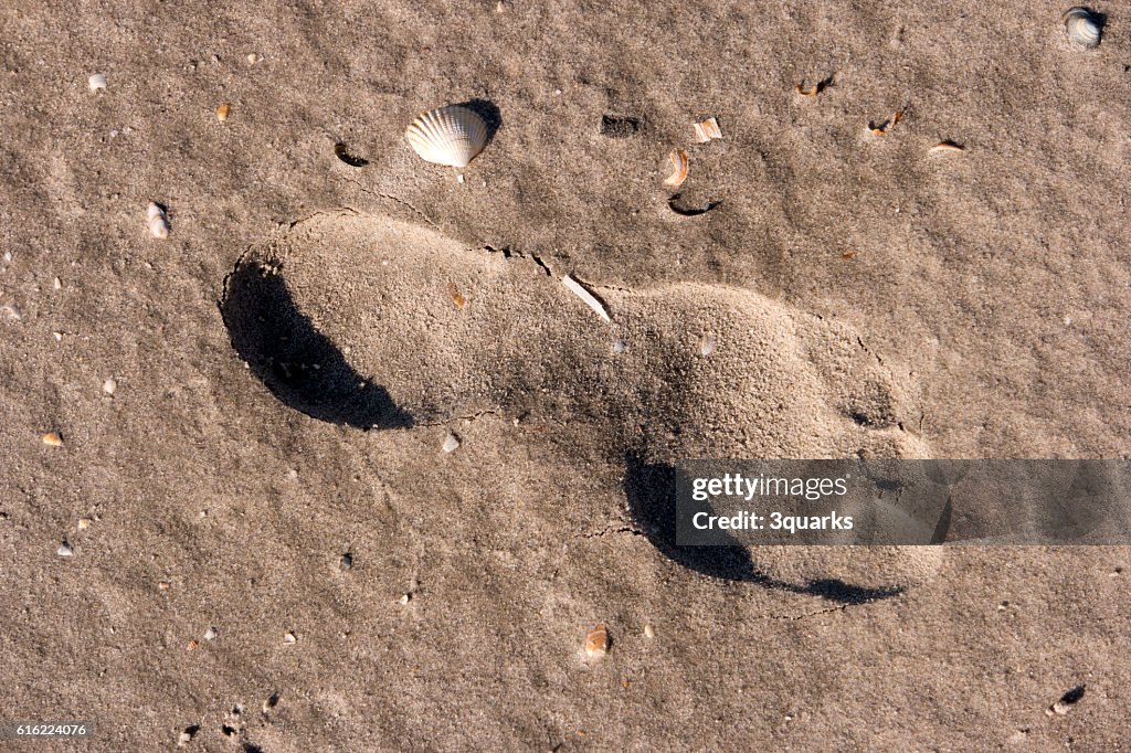 Footprints in the Wadden Sea