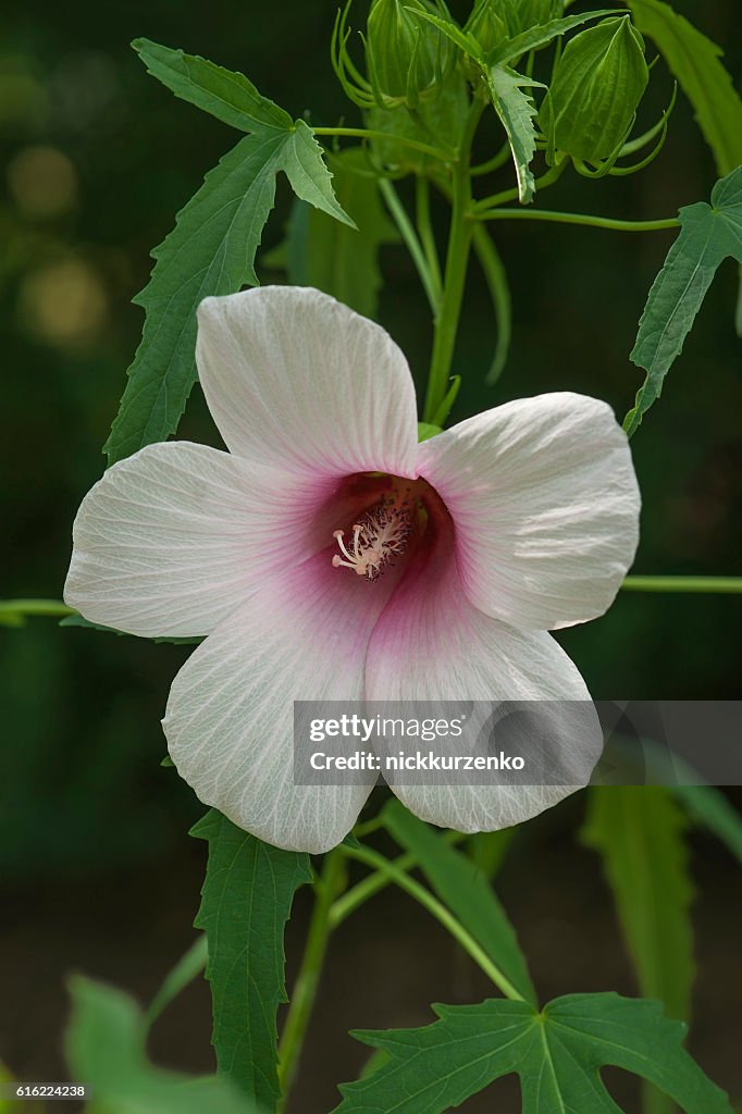 Einem Roselle-Blume