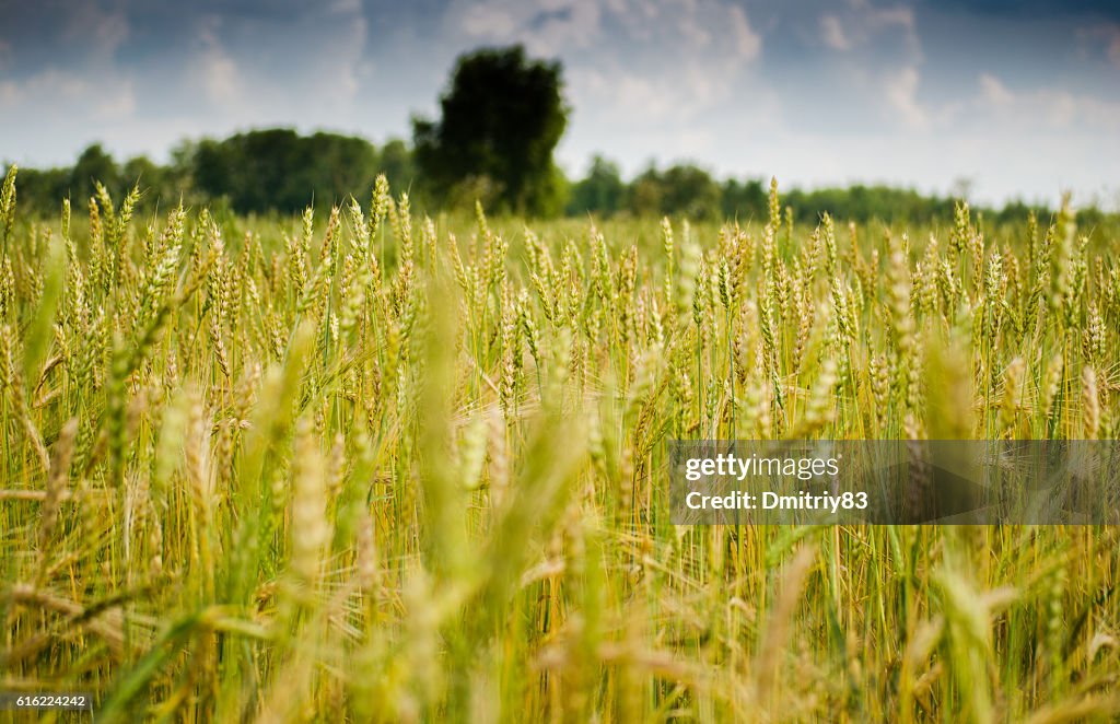 Field of wheat.