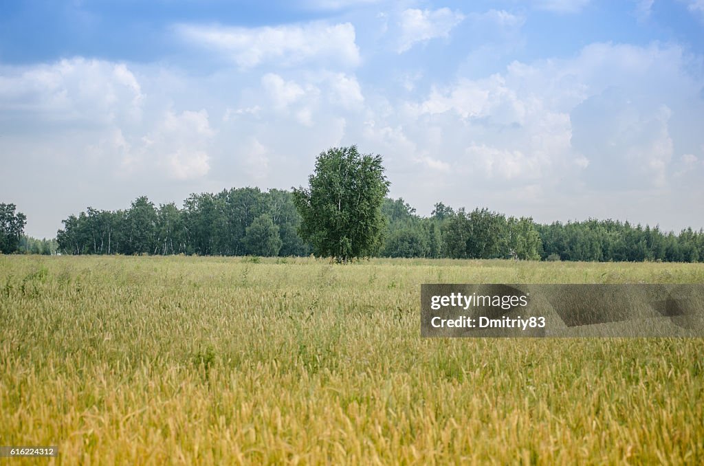 Field of wheat.