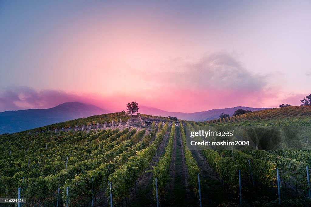 Vignoble au coucher du soleil d’automne