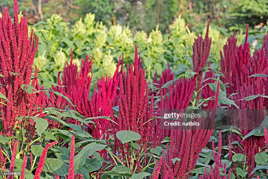 Indian Red and Green Amaranth Field