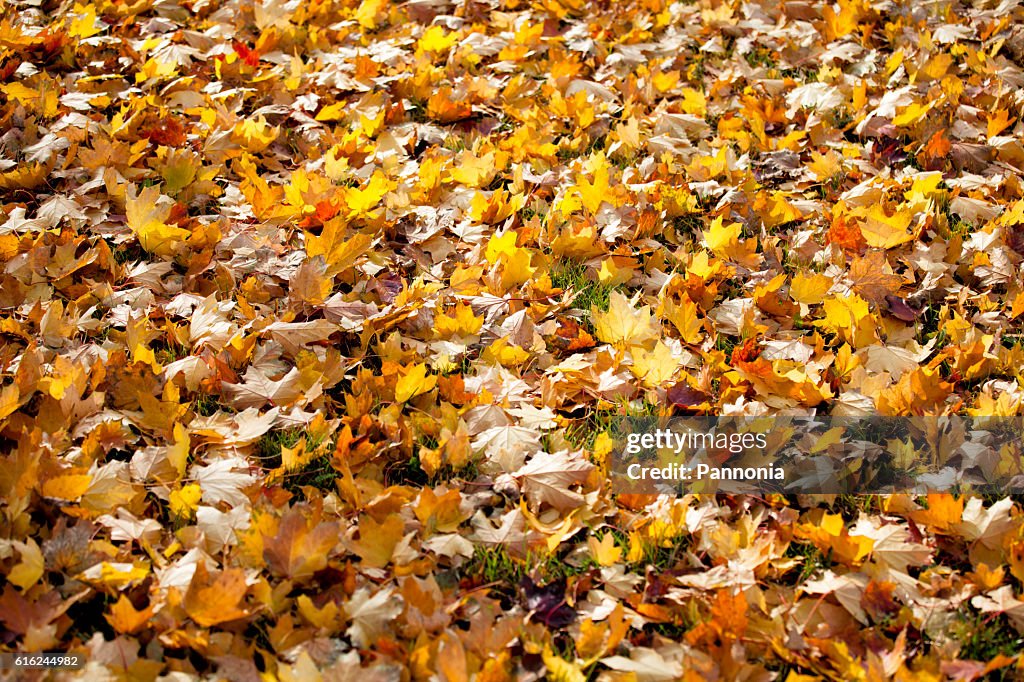 Fallen Leaves