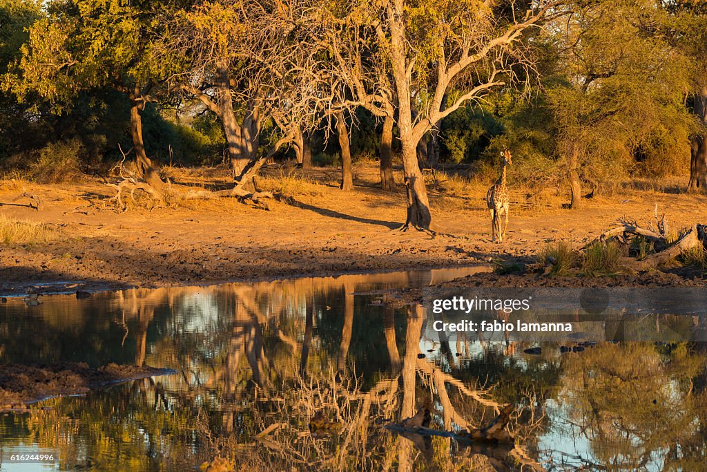 Giraffe at sunset Mapungubwe National Park, South Africa