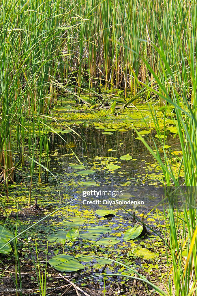 Wasserpflanzen im Sumpf