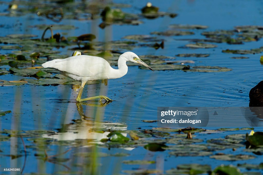 Unreifen little Blue Heron