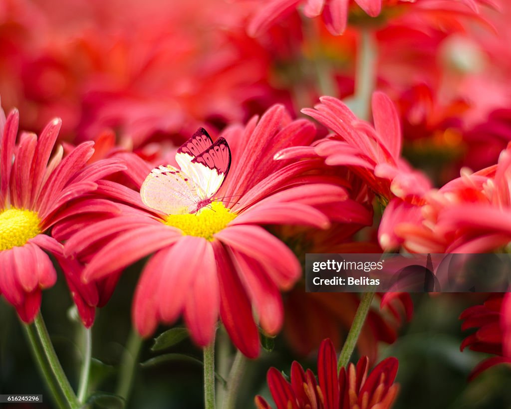 Lovely flowers as background and butterfly