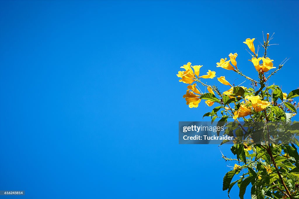 Yellow flower and blue sky