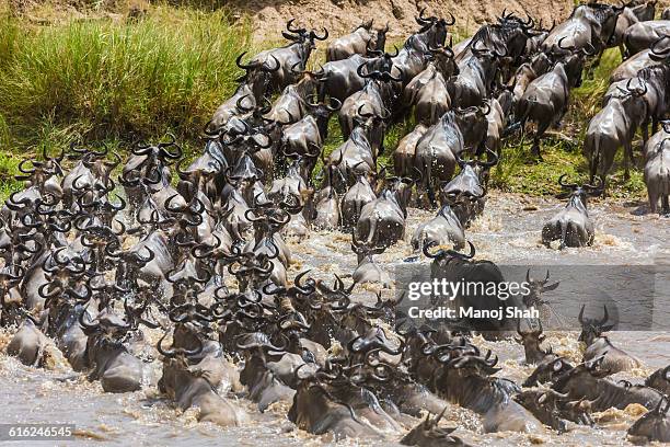 wildebeest crossing mara river - river mara stock pictures, royalty-free photos & images