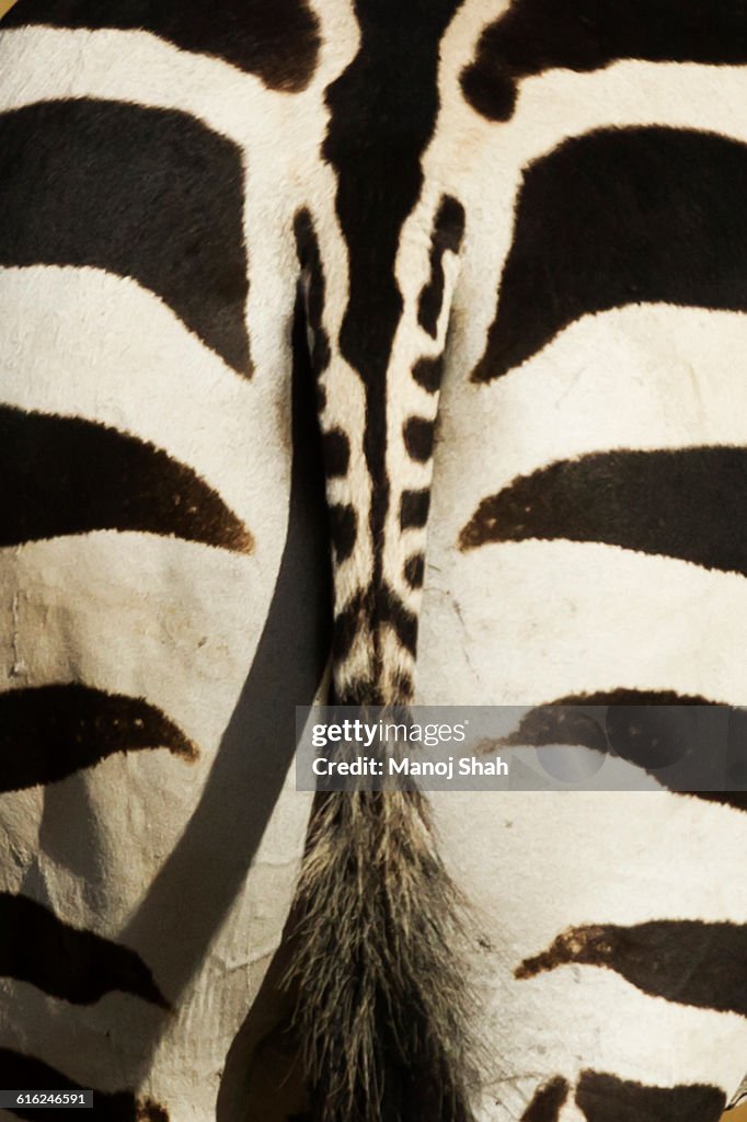 Zebra backside