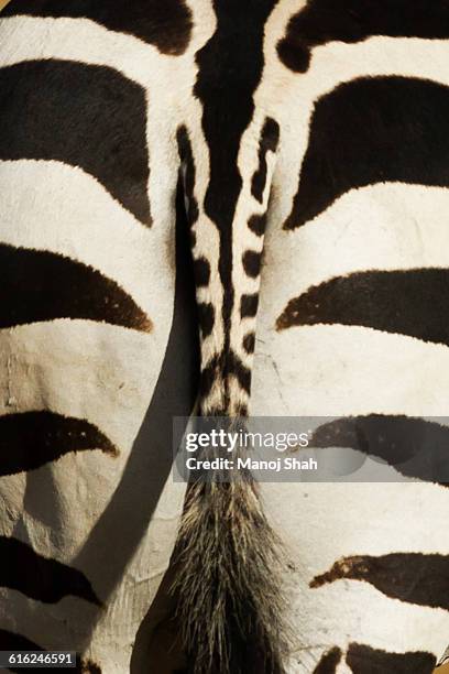 805 Zebra Back Stock Photos, High-Res Pictures, and Images - Getty Images