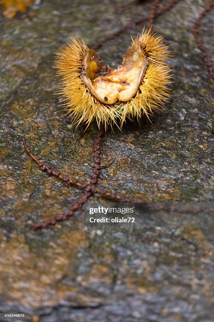 Empty Curly Chestnut