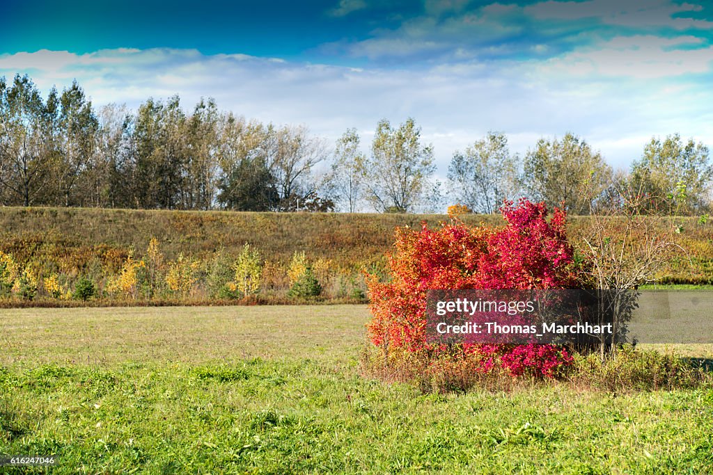 Autumnal colored bush