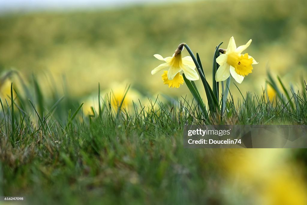 Portrait of daffodil