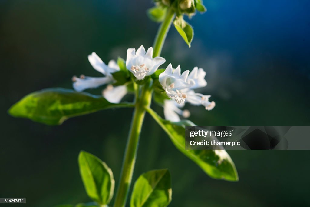 Extreme close-up of Basil herb plant and blossom