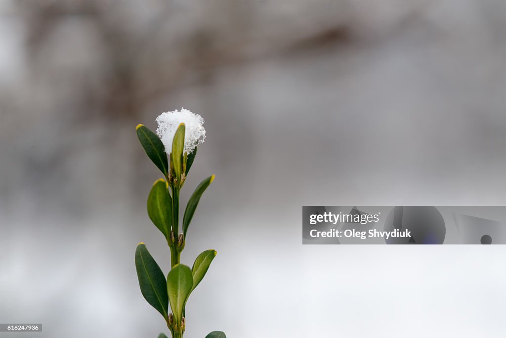Twig covered with snow. Clean background. Space For Copy.