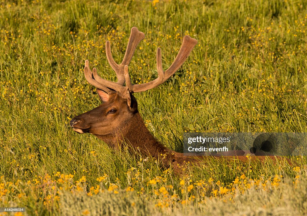 Elk in the meadows, Yellowstone National Park