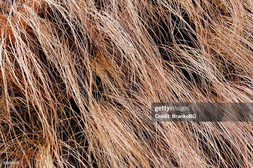 Abstract long dry grass