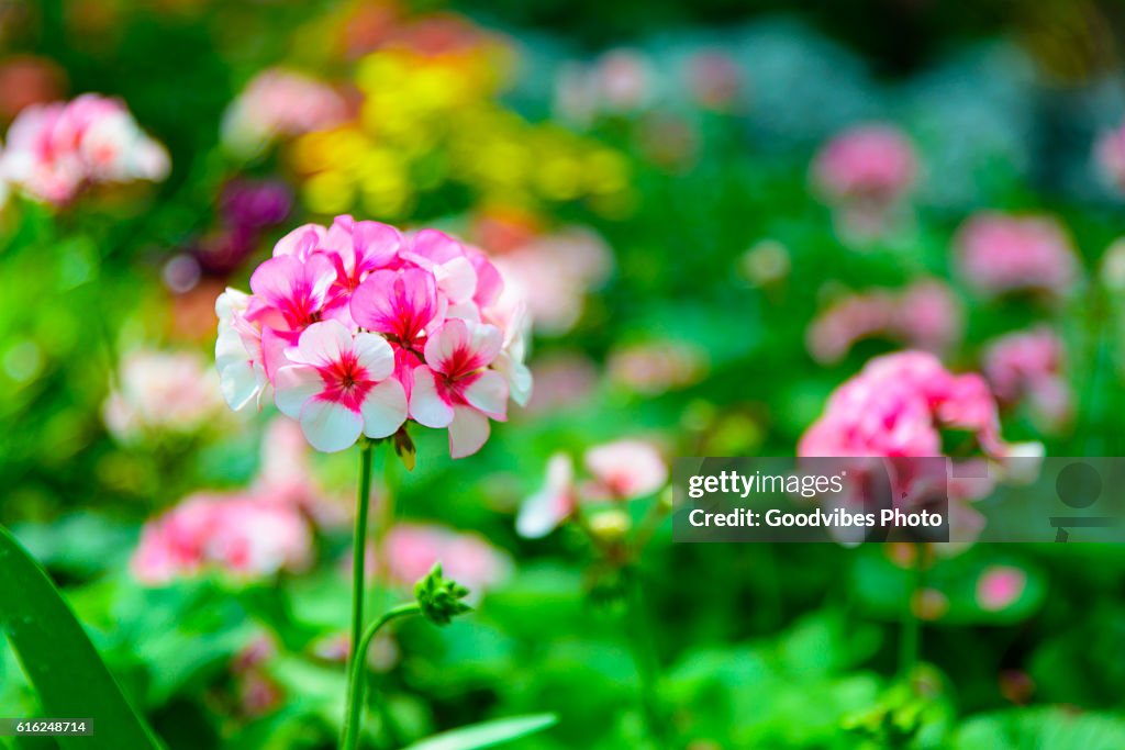 Kleine rosa und weiß Gänseblümchen Blume lebendige Farbe