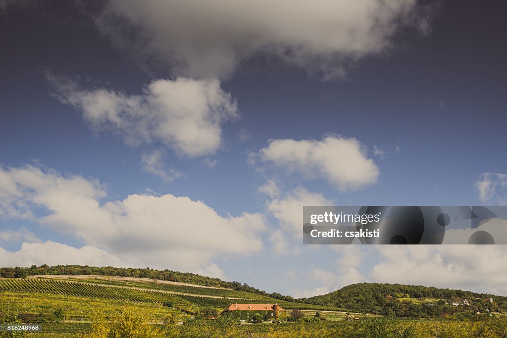 Vineyard with building