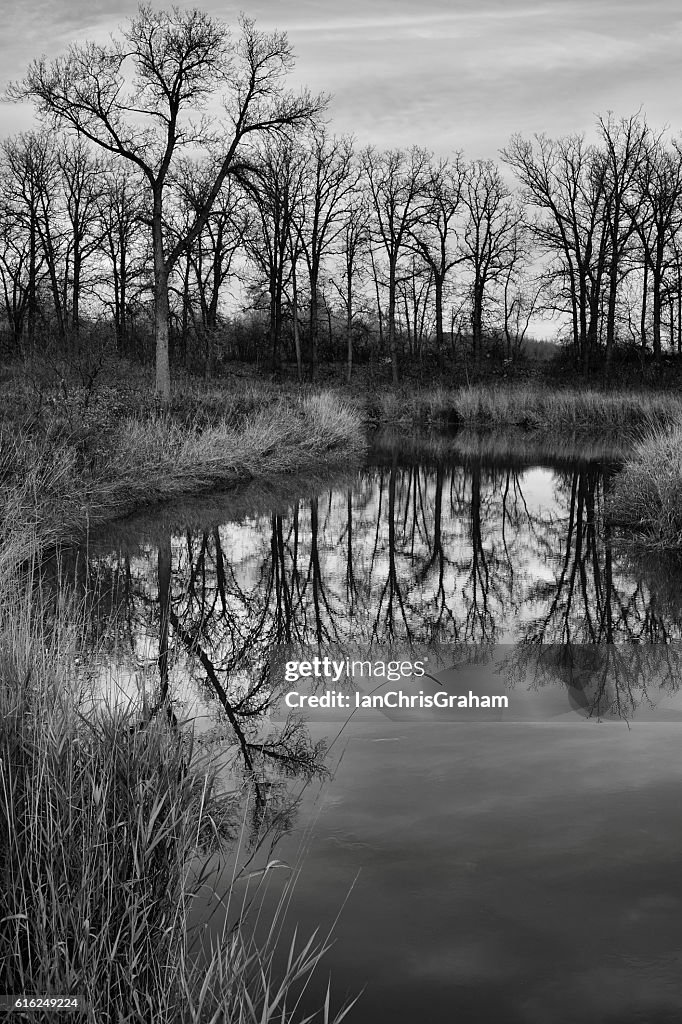 Peaceful Reflection