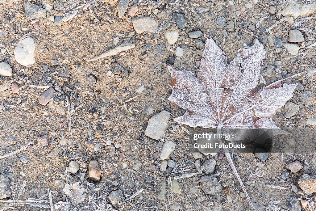 In the morning ground and soft maple leaf has frozen.