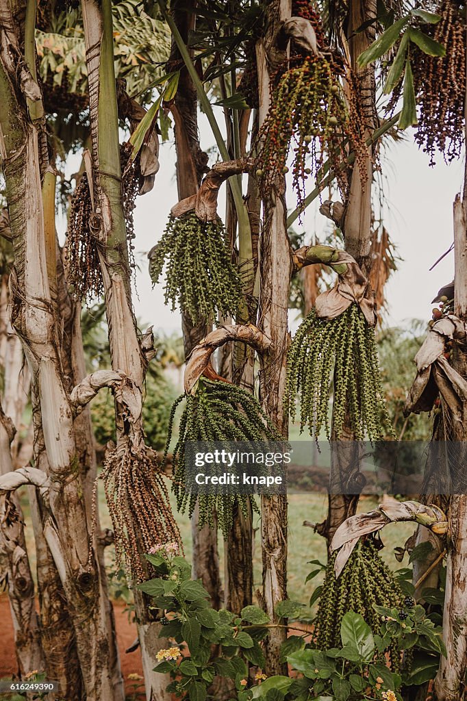 Cool tree in Tenerife Spain