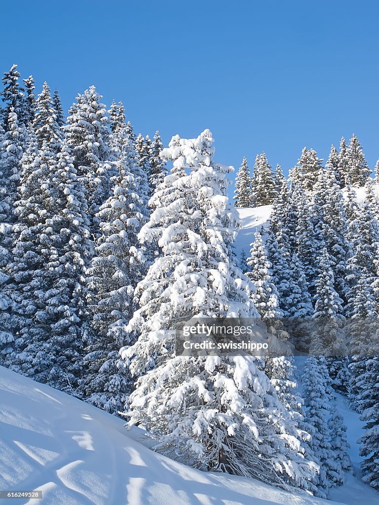 Winter in alps