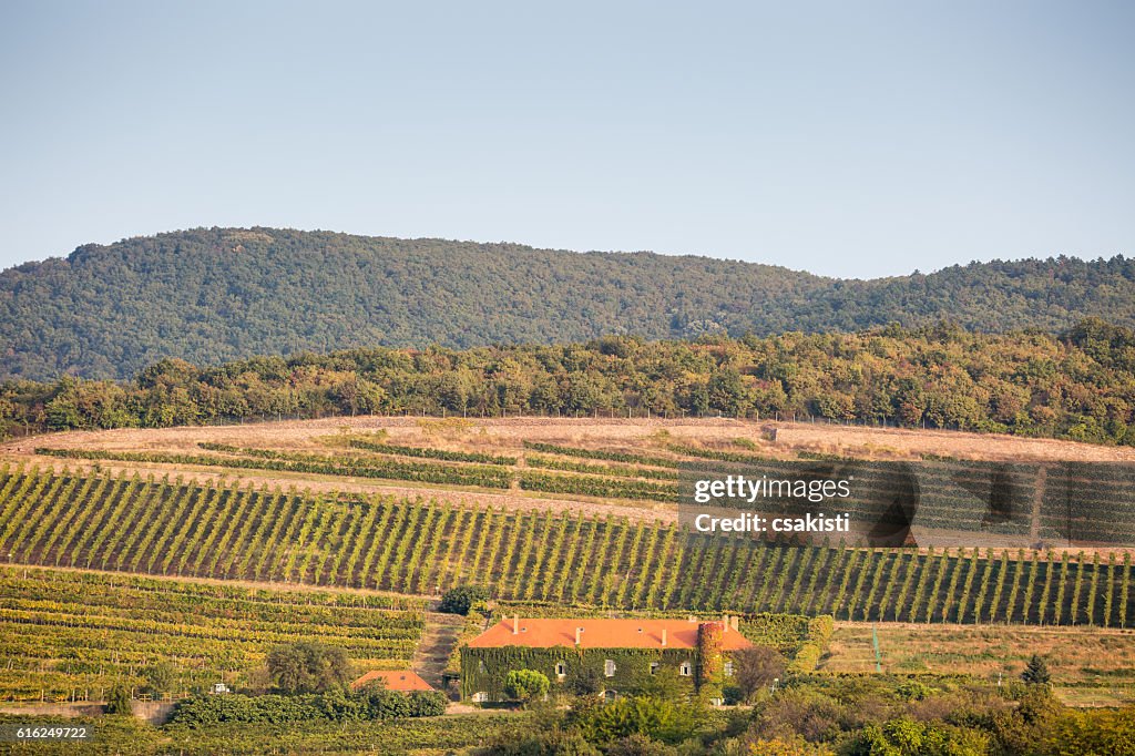 Vineyard with building