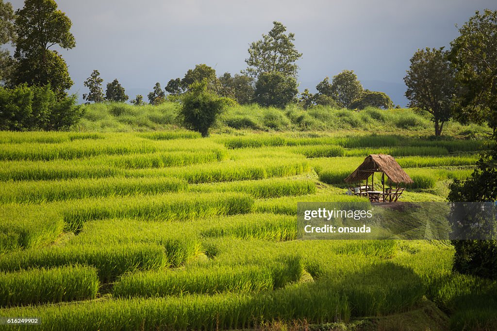 Reisfeldlandschaft in Thailand