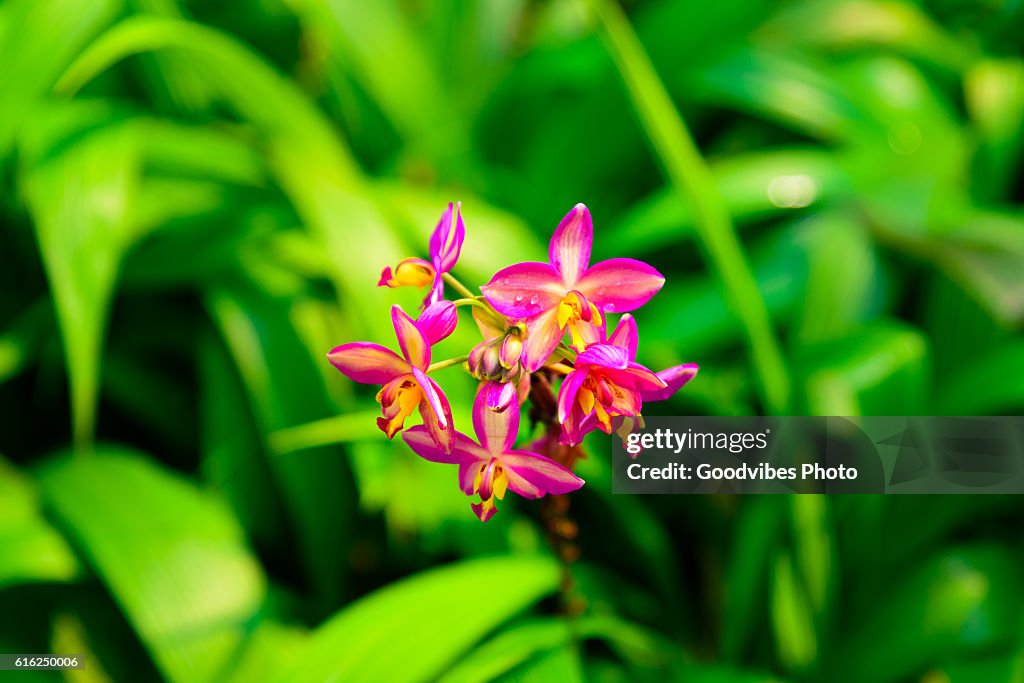 Pink and purple spathoglottis orchid blooms in the garden
