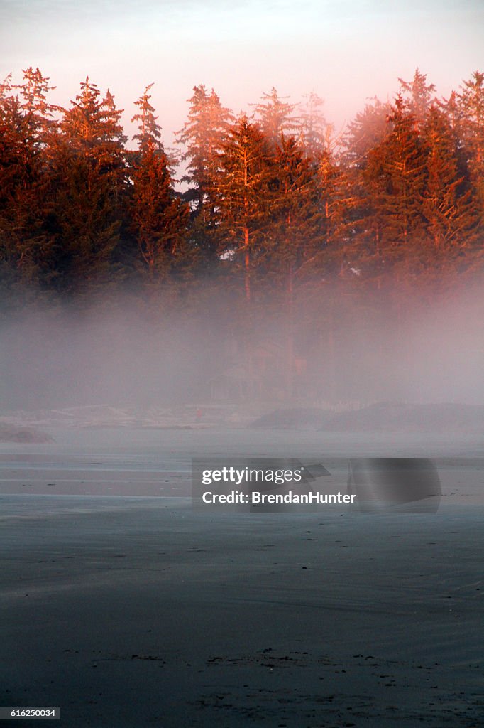 Nebel und der Regenwald