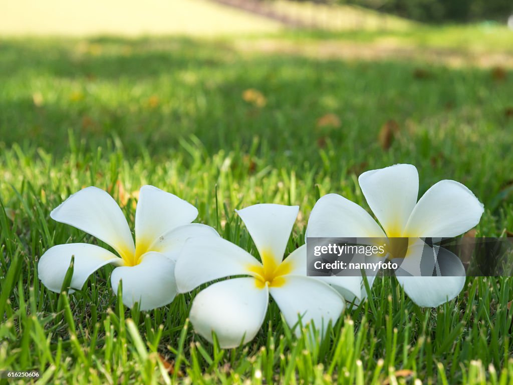 Plumeria flowers On grass