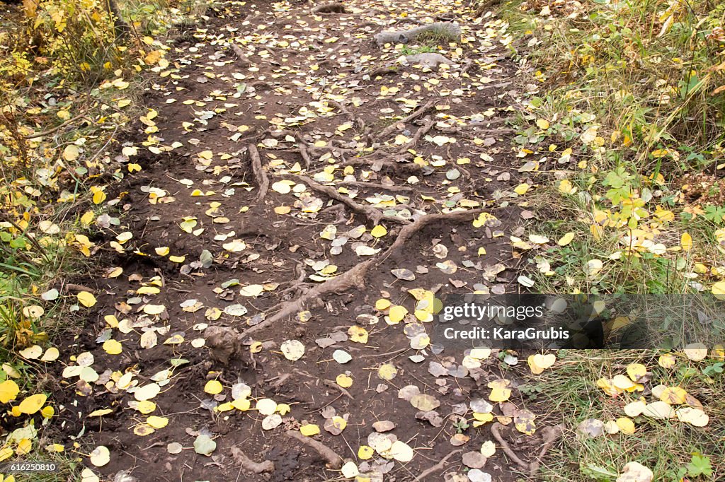 Herbstgelbe Blätter auf einem breiten Weg mit Wurzeln