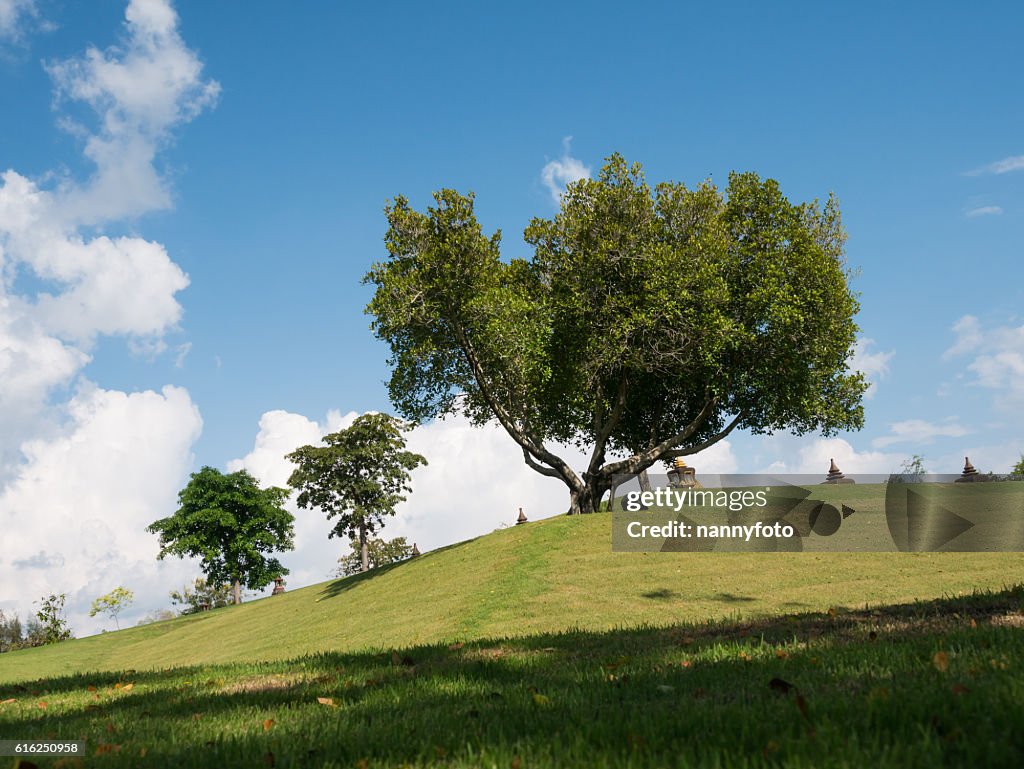 Tree ans sky