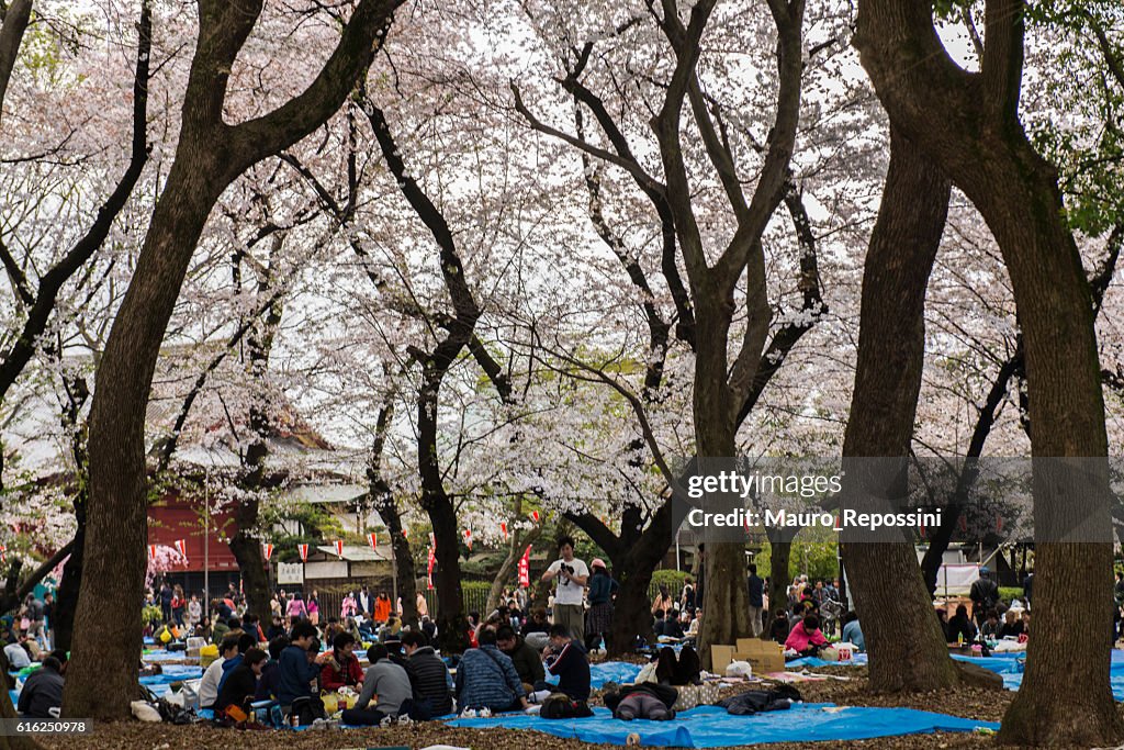 Cherry Blossom season at Ueno Park, Tokyo, Japan
